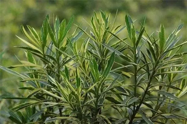 除蟑螂秘方:只用一顆馬鈴薯,就把家中蟑螂通通消滅,解決一大片,太厲害了