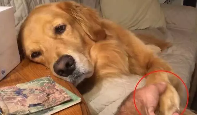 16歲金毛即將離開世界,主人時時刻刻守護,金毛伸出手後主人淚奔