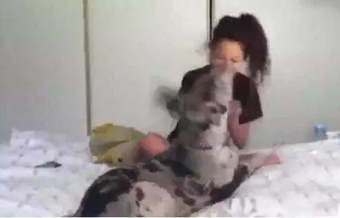 主人回家發現狗狗「一臉邪魅笑」,掰開嘴巴笑噴:你這是要拔巴笑到往生嗎?