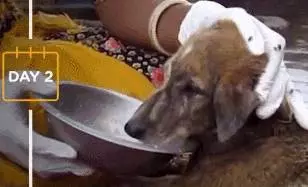 狗狗在水中嗚嗚哭泣,被男子聽到抬起石板後,裡面情景讓他難過