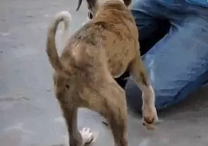 狗狗在水中嗚嗚哭泣,被男子聽到抬起石板後,裡面情景讓他難過