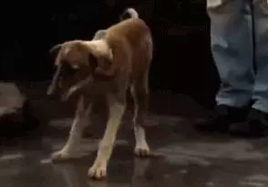狗狗在水中嗚嗚哭泣,被男子聽到抬起石板後,裡面情景讓他難過