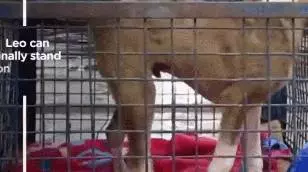 狗狗在水中嗚嗚哭泣,被男子聽到抬起石板後,裡面情景讓他難過