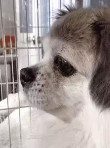 狗狗走丟被好心人帶回家,狗狗被問到:想主人了嗎?牠傷心的流淚哭了
