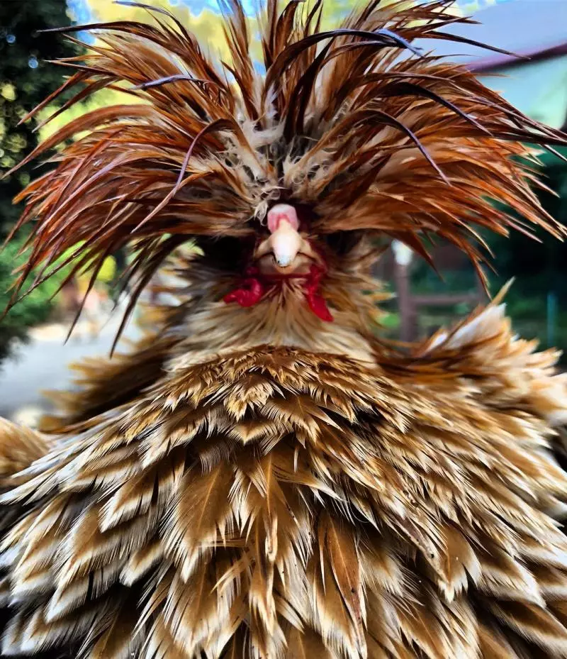 21張「醜到你會抱著你媽哭」的動物照 但其實牠們比你女友還溫馴❤