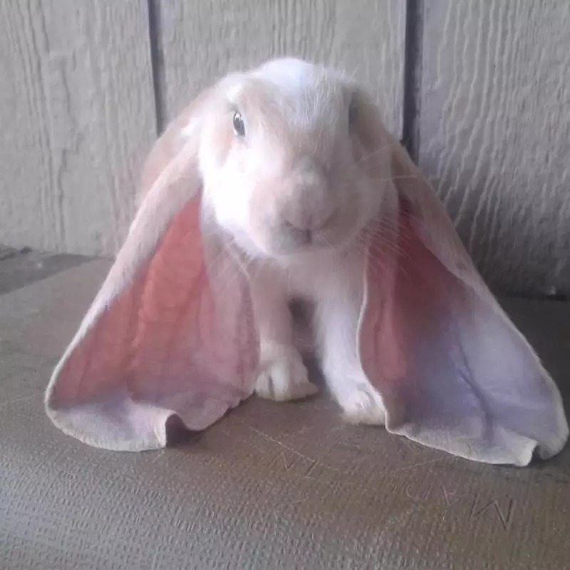 21張「醜到你會抱著你媽哭」的動物照 但其實牠們比你女友還溫馴❤