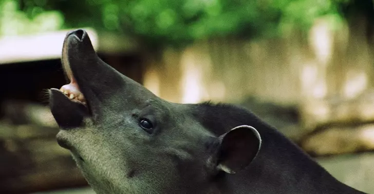 21張「醜到你會抱著你媽哭」的動物照 但其實牠們比你女友還溫馴❤
