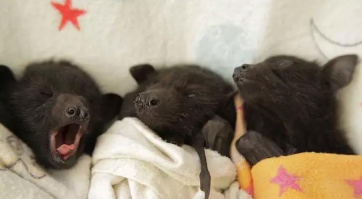 24張讓你直呼「這一定是天使」的動物寶寶照 海豹寶寶療癒力絕對是MAX級~