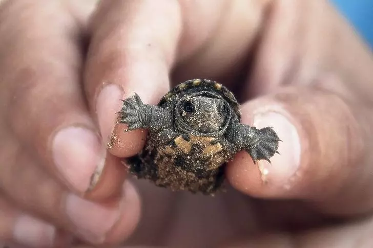 24張讓你直呼「這一定是天使」的動物寶寶照 海豹寶寶療癒力絕對是MAX級~