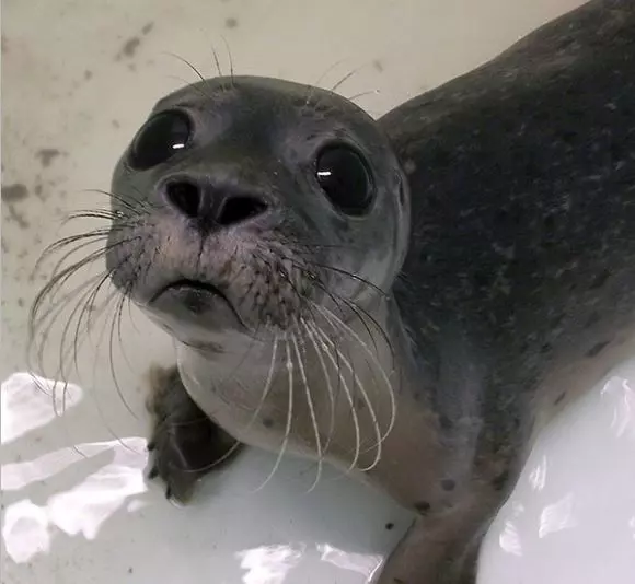 24張讓你直呼「這一定是天使」的動物寶寶照 海豹寶寶療癒力絕對是MAX級~