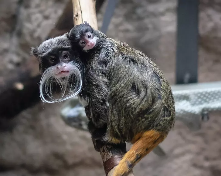 24張讓你直呼「這一定是天使」的動物寶寶照 海豹寶寶療癒力絕對是MAX級~