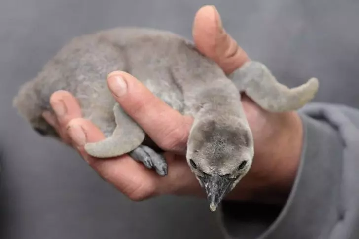 24張讓你直呼「這一定是天使」的動物寶寶照 海豹寶寶療癒力絕對是MAX級~