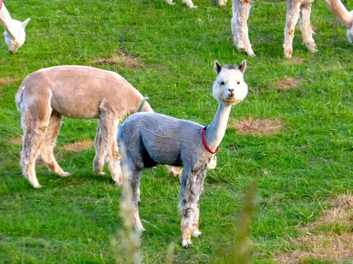 24張讓你直呼「這一定是天使」的動物寶寶照 海豹寶寶療癒力絕對是MAX級~