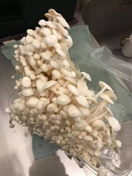 金珍菇不只明天見...沒吃完還會「無限生長」?他曝神奇都市傳說...網狂點頭:永遠吃不完