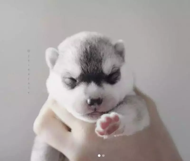 這個俄羅斯攝影師鏡頭下的哈士奇幼崽,二哈也有可愛到爆的童年啊