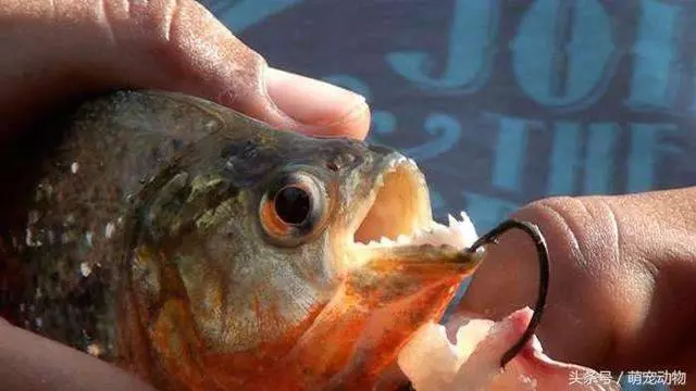 多虧有這個天敵,食人魚才無法稱霸亞馬遜河,一次攻擊就能幹掉30隻食人魚