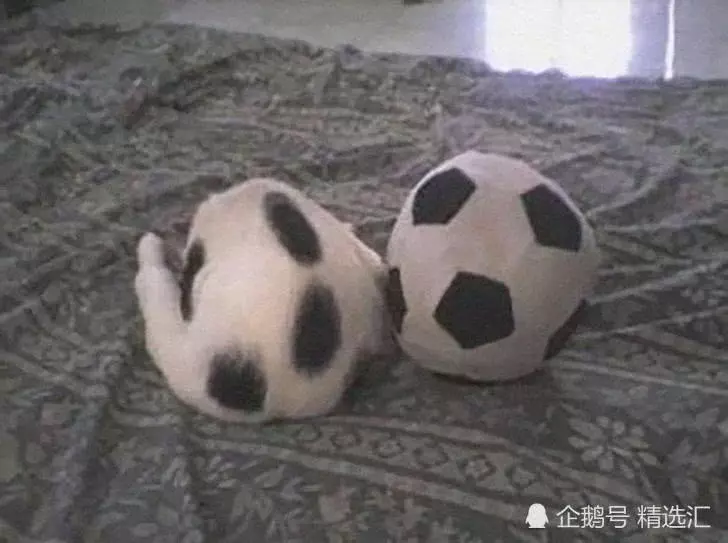21張你需多看一眼才能明白其中真相的照片