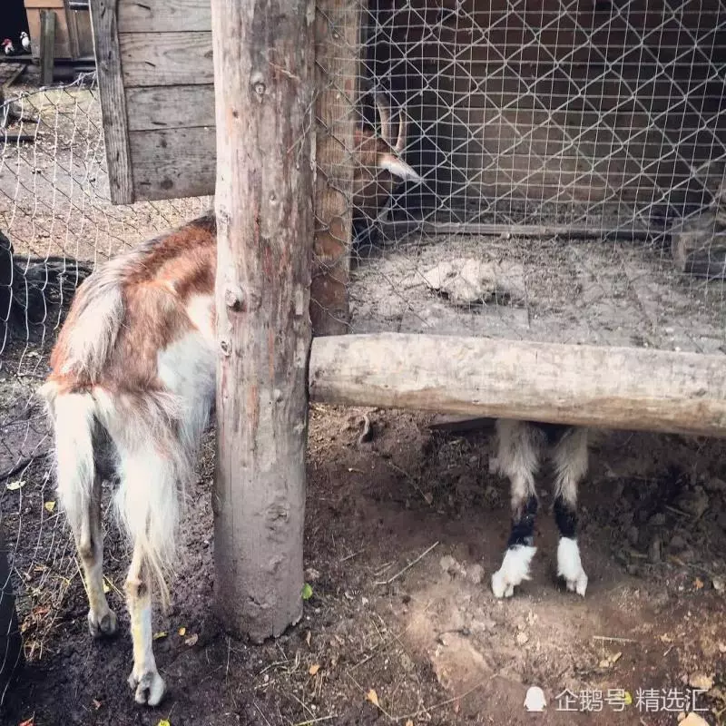21張你需多看一眼才能明白其中真相的照片