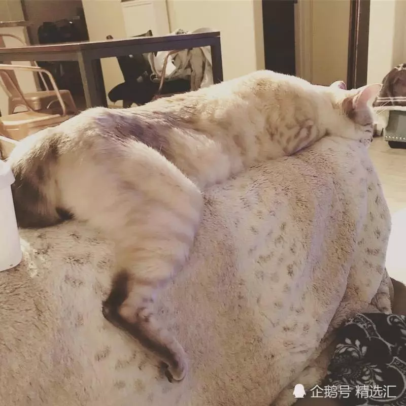 21張你需多看一眼才能明白其中真相的照片