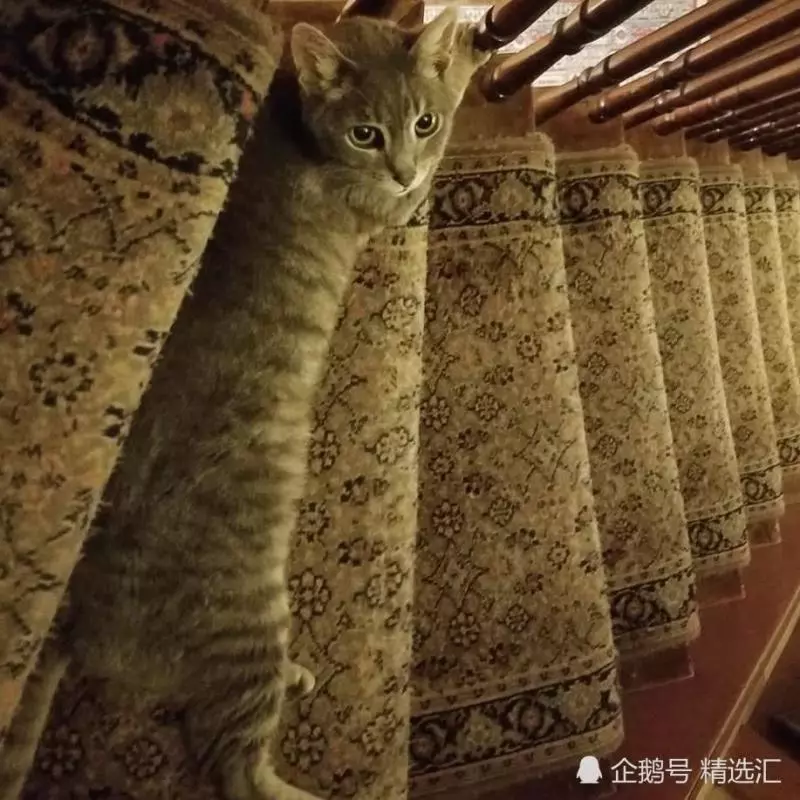 21張你需多看一眼才能明白其中真相的照片