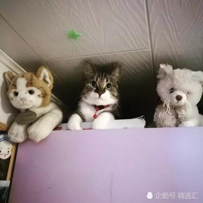 21張你需多看一眼才能明白其中真相的照片