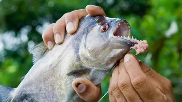 多虧有了這種天敵,食人魚才無法稱霸亞馬遜河,牠的特殊攻擊一次就能幹掉30幾隻食人魚!