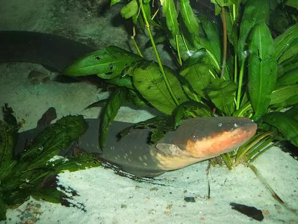 多虧有了這種天敵,食人魚才無法稱霸亞馬遜河,牠的特殊攻擊一次就能幹掉30幾隻食人魚!
