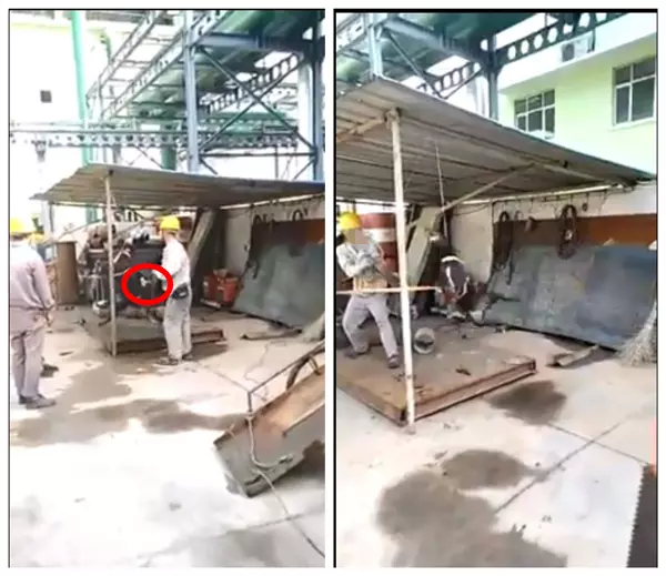 關丹某工地:中國人將不名液體倒在狗身上,之後所作所為讓網友生氣!