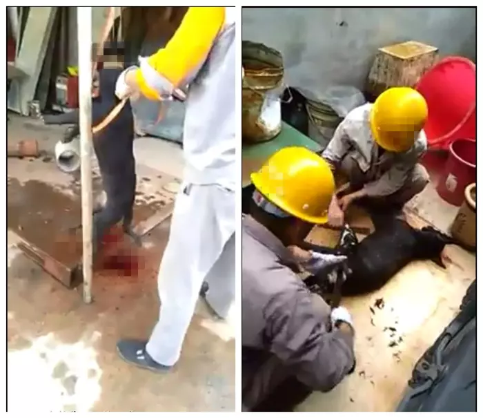 關丹某工地:中國人將不名液體倒在狗身上,之後所作所為讓網友生氣!
