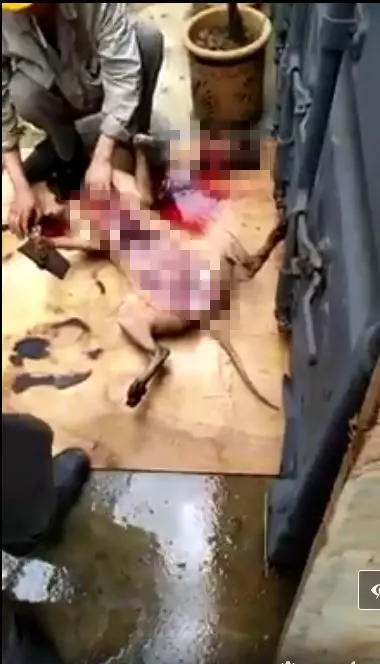 關丹某工地:中國人將不名液體倒在狗身上,之後所作所為讓網友生氣!