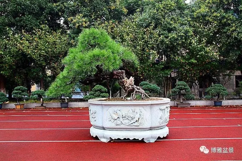 養盆景要虛虛實實,方有妙造!