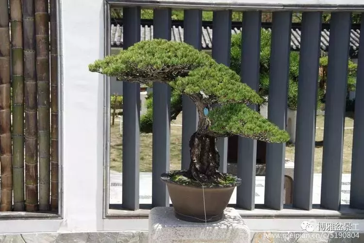 養盆景要虛虛實實,方有妙造!