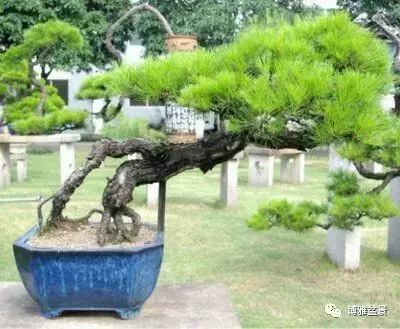 養盆景要虛虛實實,方有妙造!