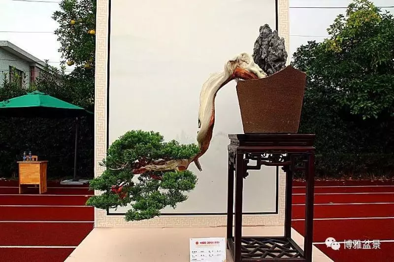 養盆景要虛虛實實,方有妙造!