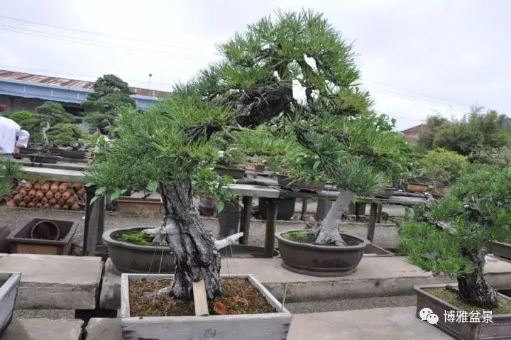 養盆景要虛虛實實,方有妙造!