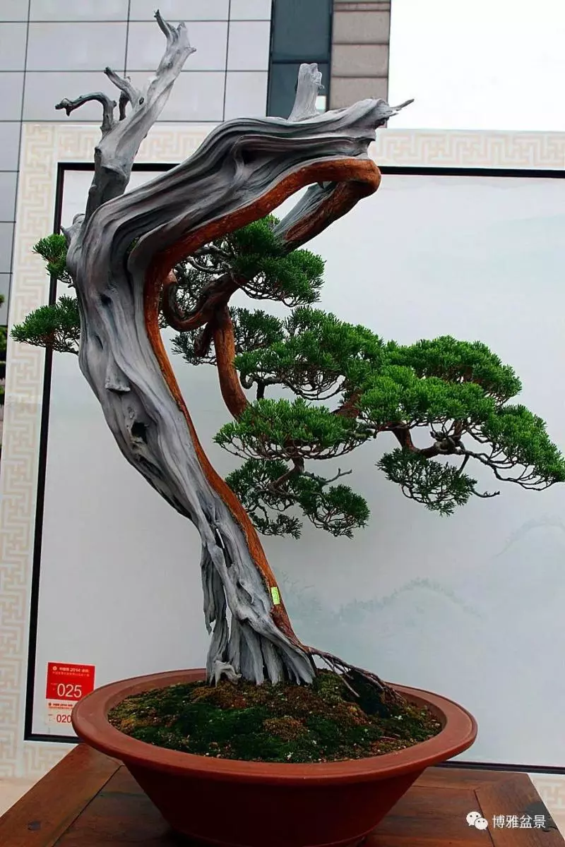 養盆景要虛虛實實,方有妙造!
