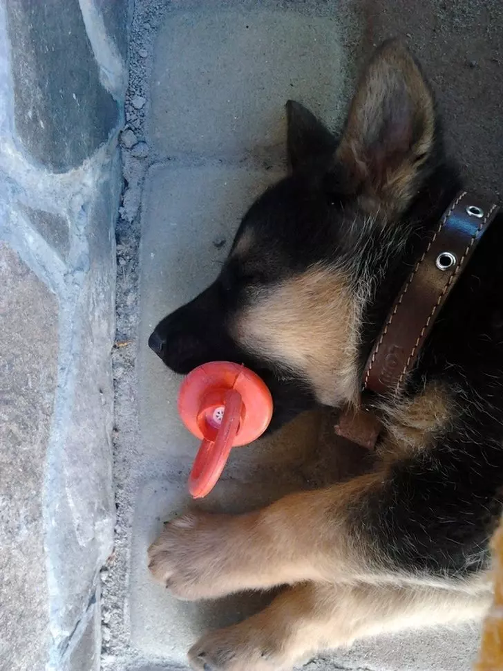 20個養德國牧羊犬之前「一定要仔細想清楚」的爆笑原因 像貓咪一樣的行為太犯規啦!