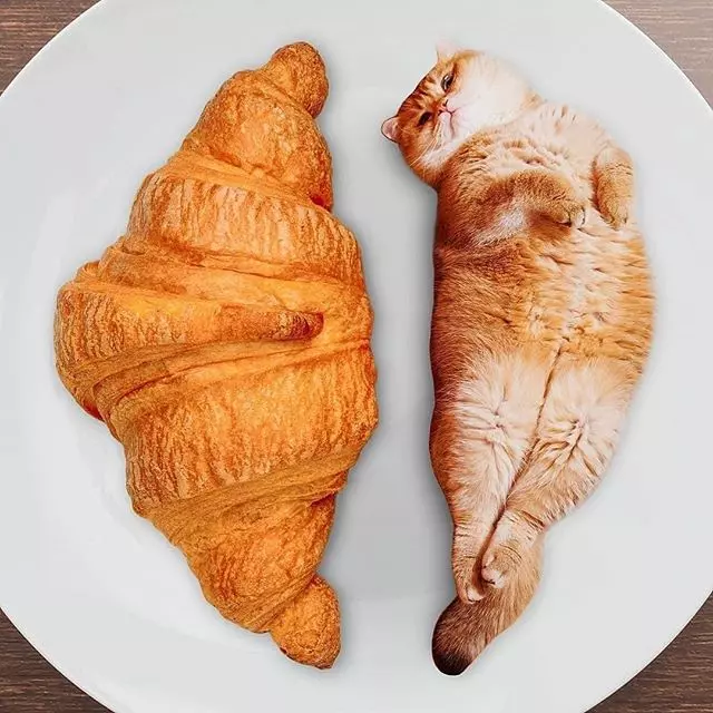 PO出「美食照」好像怪怪的?神P圖「超可口貓咪」網看呆:誰捨得吃...