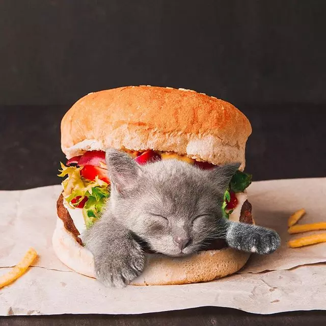 PO出「美食照」好像怪怪的?神P圖「超可口貓咪」網看呆:誰捨得吃...