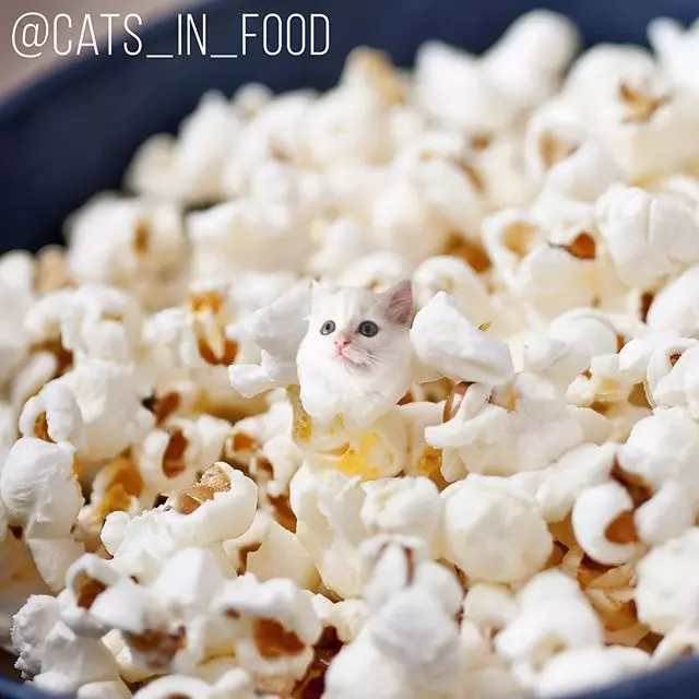 PO出「美食照」好像怪怪的?神P圖「超可口貓咪」網看呆:誰捨得吃...