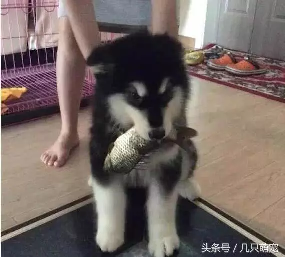 世上最傻的6種狗狗,不僅傻,還特別能吃