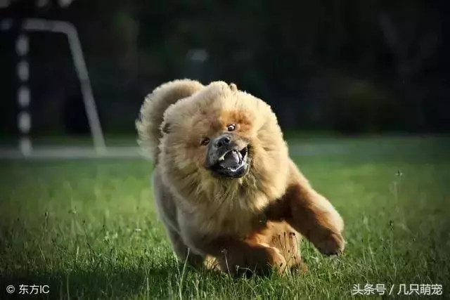 世上最傻的6種狗狗,不僅傻,還特別能吃