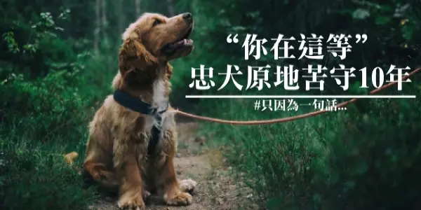 你是他生命的全部!主人離開前騙「你在這等」 忠犬原地苦守10年