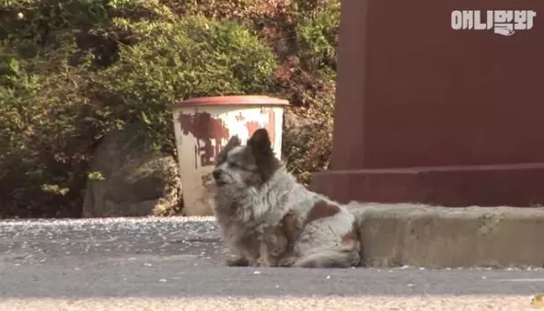 你是他生命的全部!主人離開前騙「你在這等」 忠犬原地苦守10年