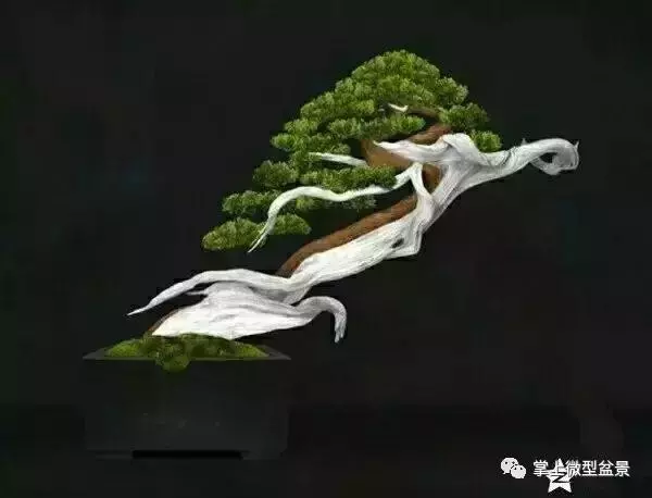 盆景基礎知識:盆景育幹和蓄枝的技巧你會嗎