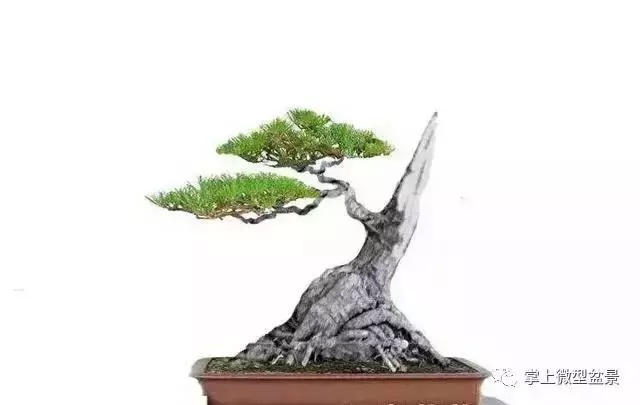 盆景基礎知識:盆景育幹和蓄枝的技巧你會嗎
