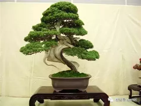 盆景基礎知識:盆景育幹和蓄枝的技巧你會嗎