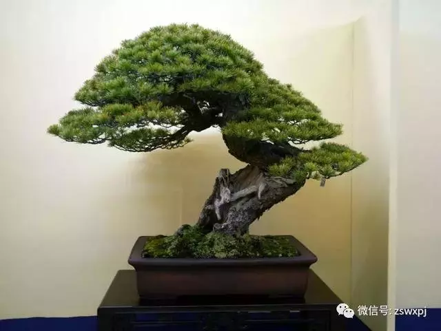 盆景基礎知識:盆景育幹和蓄枝的技巧你會嗎