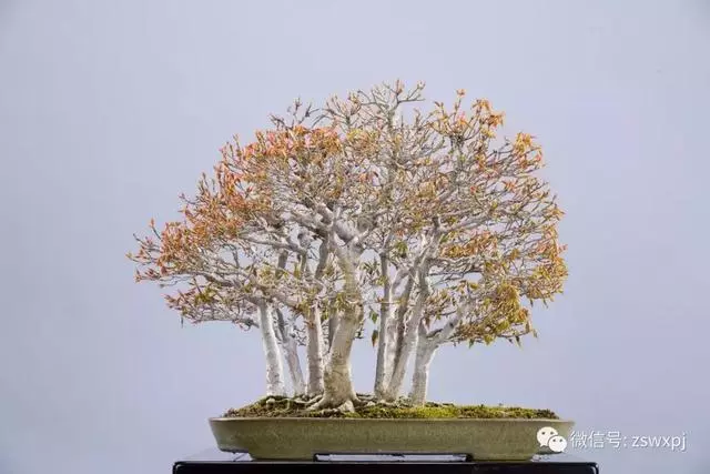 盆景基礎知識:盆景育幹和蓄枝的技巧你會嗎