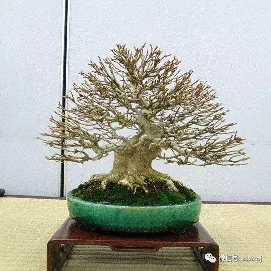 盆景基礎知識:盆景育幹和蓄枝的技巧你會嗎